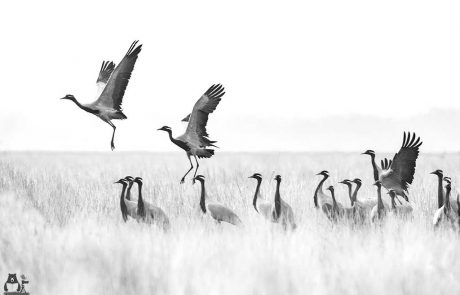 Demoiselle Cranes