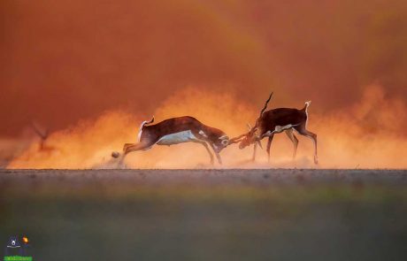 Black Buck Males