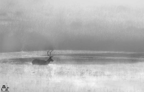 Mystical Morning