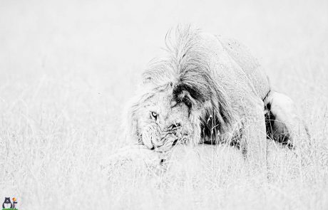 Lion mating