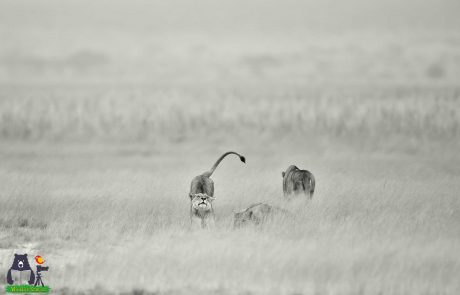 Lion Monochrome