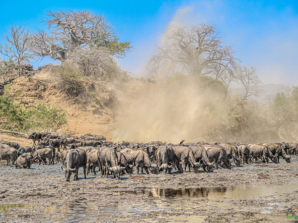 Wildscape Photographer in india